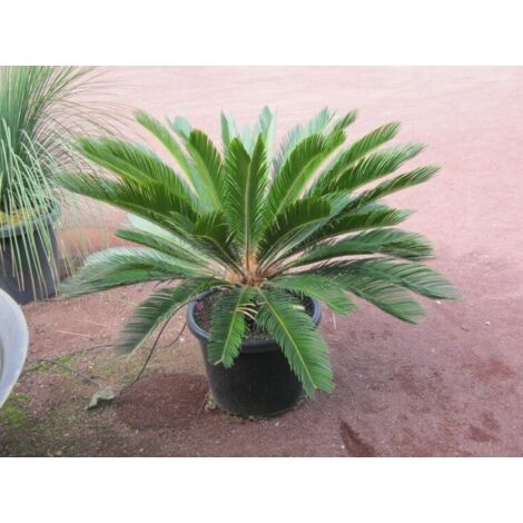  Cicas "Cycas Revoluta" Palma Pianta In Vaso 40 Cm