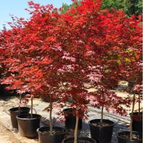  Acero Rosso Giapponese "Acer Palmatum Fireglow" Pianta In Vaso Da 2 Litri