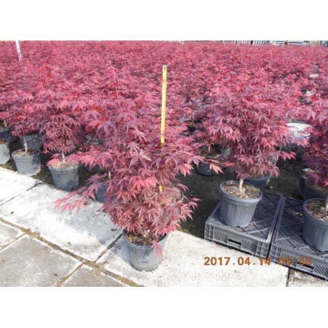 Acero Rosso Giapponese "Acer Palmatum Fireglow" Pianta In Vaso Da 2 Litri
