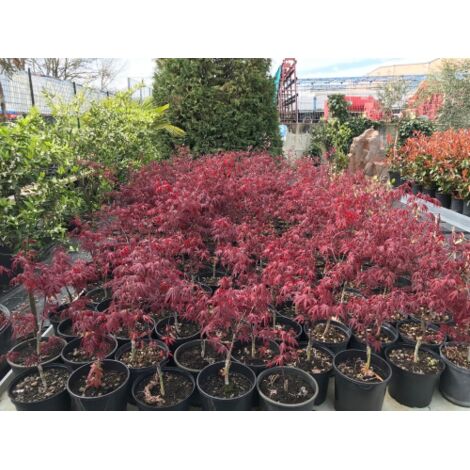  Acero Rosso Giapponese "Acer Palmatum Fireglow" Pianta In Vaso Da 2 Litri