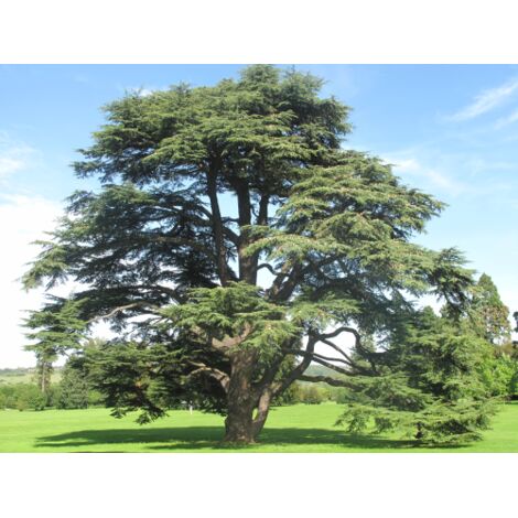  Cedro Dell'Atlante "Cedrus Atlantica" Pianta In Vaso 17 H. 70/90 Cm