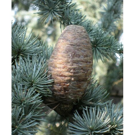  Cedro Dell'Atlante "Cedrus Atlantica" Pianta In Vaso 17 H. 70/90 Cm