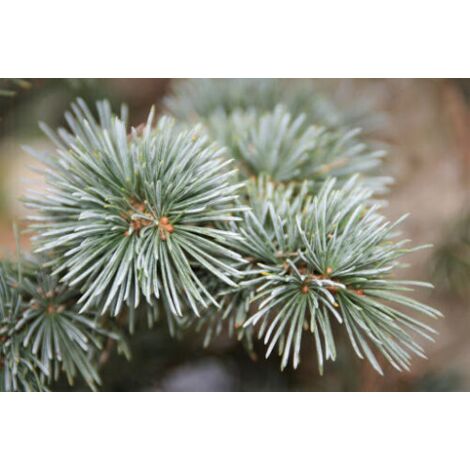  Cedro Dell'Atlante "Cedrus Atlantica" Pianta In Vaso 17 H. 70/90 Cm