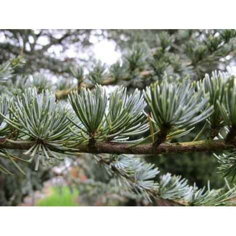  Cedro Dell'Atlante "Cedrus Atlantica" Pianta In Vaso 17 H. 70/90 Cm