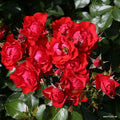  Black Forest Rose