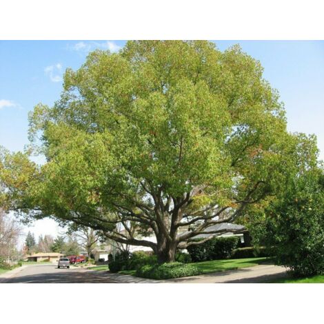  Canfora "Cinnamomum Camphora" Pianta In Vaso H. 160/180 Cm