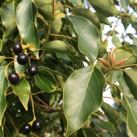  Canfora "Cinnamomum Camphora" Pianta In Vaso H. 160/180 Cm