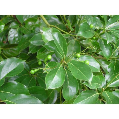  Canfora "Cinnamomum Camphora" Pianta In Vaso H. 160/180 Cm