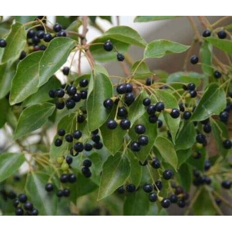  Canfora "Cinnamomum Camphora" Pianta In Vaso H. 160/180 Cm