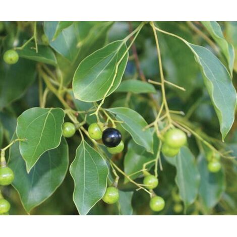  Canfora "Cinnamomum Camphora" Pianta In Vaso H. 160/180 Cm