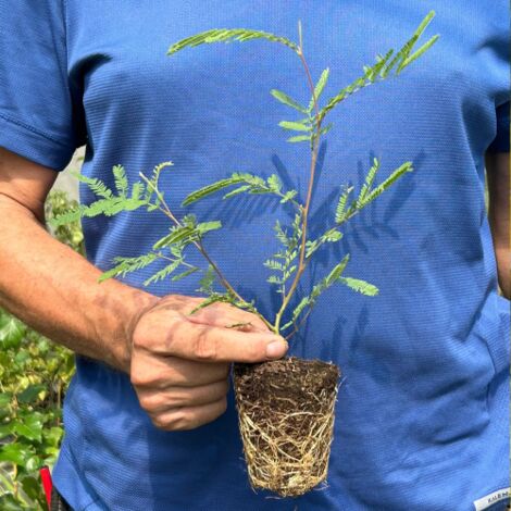  Mimosa "Acacia Dealbata" Pianta In Vaso Biodegradabile Ca. H. 50 Cm