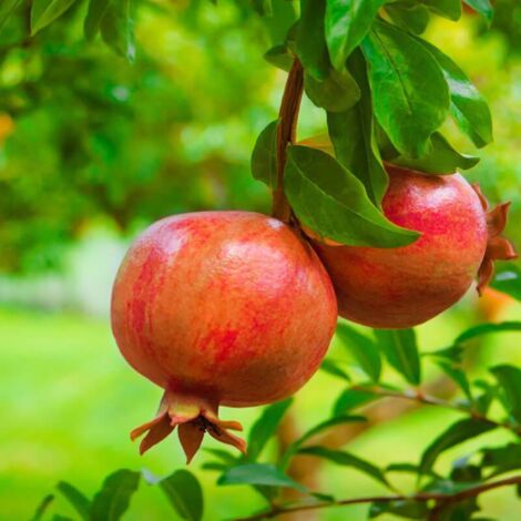  Melograno Da Frutto "Punica Granatum Wonderful" Pianta In Vaso H. 150 Cm
