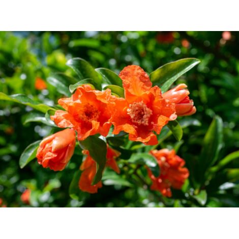  Melograno Da Frutto "Punica Granatum Wonderful" Pianta In Vaso H. 150 Cm