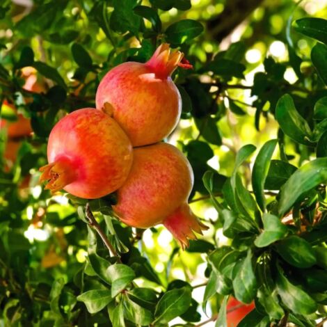  Melograno Da Frutto "Punica Granatum Wonderful" Pianta In Vaso H. 150 Cm