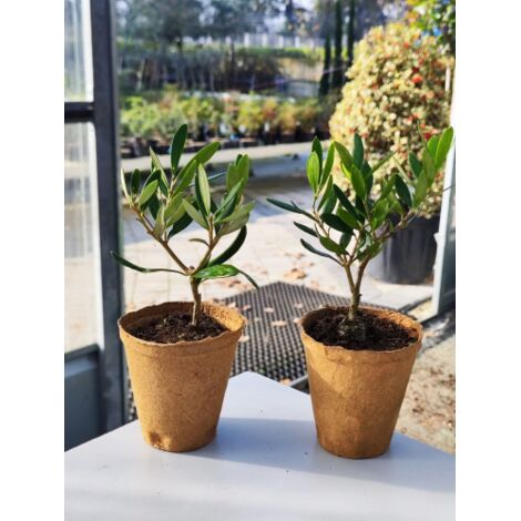  Pianta Olivo Bonsai Vaso In Plastica 9 Cm Bomboniere Matrimonio Wedding