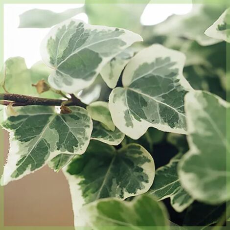  Edera Variegata "Hedera Helix White Wonder" Pianta In Vaso H. 60/80 Cm Con Canna