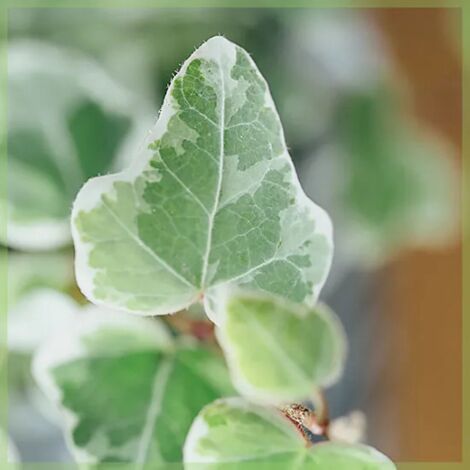 Edera Variegata "Hedera Helix White Wonder" Pianta In Vaso H. 60/80 Cm Con Canna