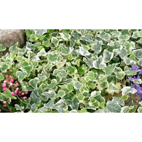  Edera Variegata "Hedera Helix White Wonder" Pianta In Vaso H. 60/80 Cm Con Canna