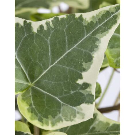 Edera Variegata "Hedera Helix White Wonder" Pianta In Vaso H. 60/80 Cm Con Canna