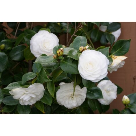  Camelia Bianca "Camellia Japonica Purity" Pianta In Vaso 17 Cm