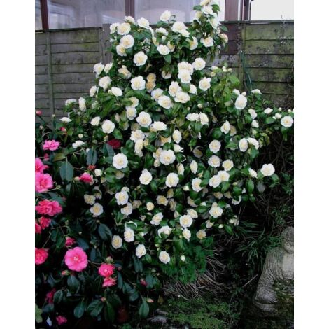 Camelia Bianca "Camellia Japonica Purity" Pianta In Vaso 17 Cm