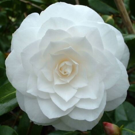 Camelia Bianca "Camellia Japonica Purity" Pianta In Vaso 17 Cm