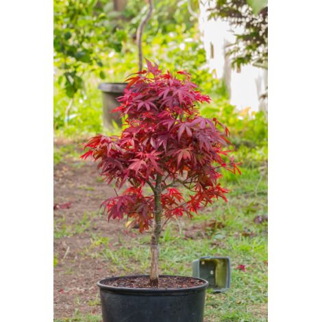  Acero Rosso Giapponese "Acer Palmatum Shaina" Pianta In Vaso 20 Cm