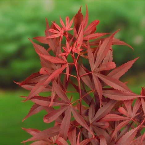  Acero Rosso Giapponese "Acer Palmatum Shaina" Pianta In Vaso 20 Cm