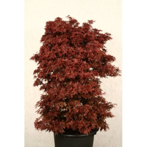  Acero Rosso Giapponese "Acer Palmatum Shaina" Pianta In Vaso 20 Cm