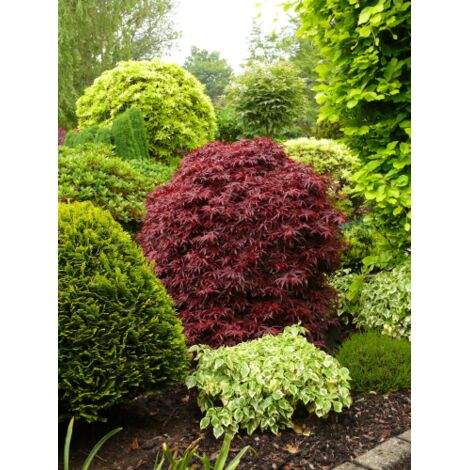  Acero Rosso Giapponese "Acer Palmatum Shaina" Pianta In Vaso 20 Cm