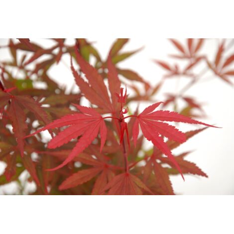  Acero Rosso Giapponese "Acer Palmatum Shaina" Pianta In Vaso 20 Cm