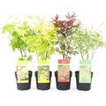  Acero Palmato Giapponese "Acer Palmatum" Mix 4 Piante Diverse In Vaso 11 Cm