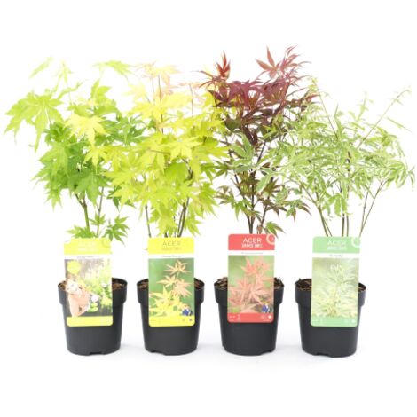  Acero Palmato Giapponese "Acer Palmatum" Mix 4 Piante Diverse In Vaso 11 Cm