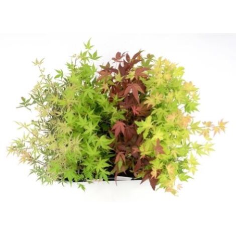  Acero Palmato Giapponese "Acer Palmatum" Mix 4 Piante Diverse In Vaso 11 Cm