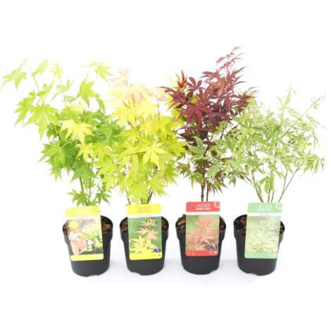  Acero Palmato Giapponese "Acer Palmatum" Mix 4 Piante Diverse In Vaso 11 Cm