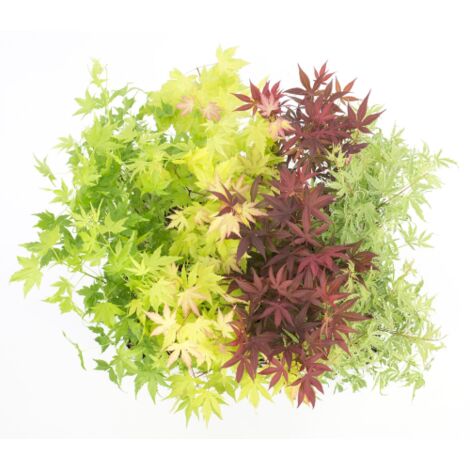  Acero Palmato Giapponese "Acer Palmatum" Mix 4 Piante Diverse In Vaso 11 Cm