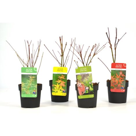  Acero Palmato Giapponese "Acer Palmatum" Mix 4 Piante Diverse In Vaso 11 Cm