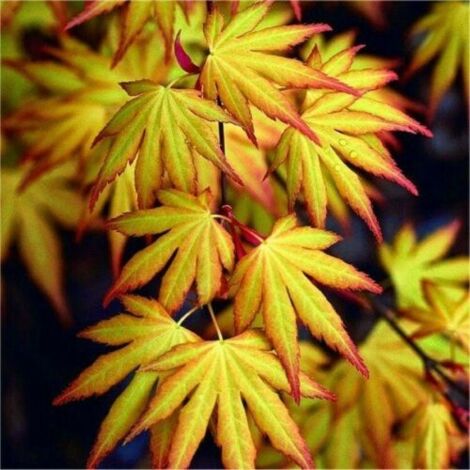  Acero Rosso Giapponese "Acer Palmatum Katsura" Pianta In Vaso 11 Cm