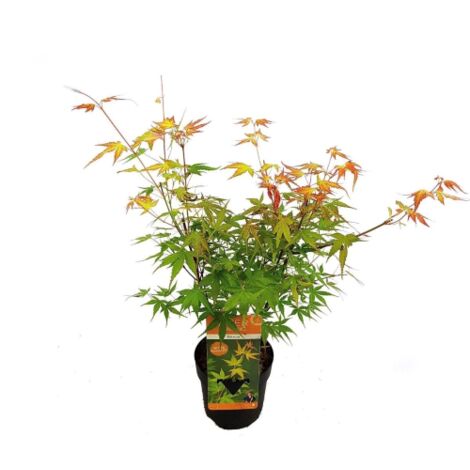  Acero Rosso Giapponese "Acer Palmatum Katsura" Pianta In Vaso 11 Cm