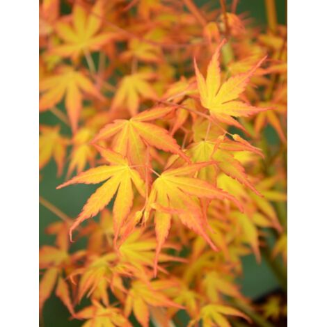  Acero Rosso Giapponese "Acer Palmatum Katsura" Pianta In Vaso 11 Cm