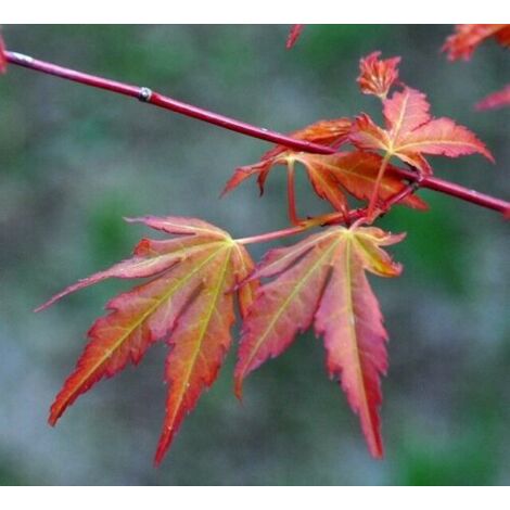  Acero Rosso Giapponese "Acer Palmatum Katsura" Pianta In Vaso 11 Cm