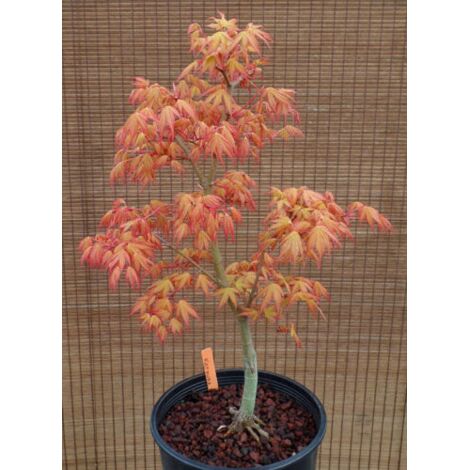  Acero Rosso Giapponese "Acer Palmatum Katsura" Pianta In Vaso 11 Cm