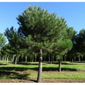  Pino Da Pinoli Domestico "Pinus Pinea" Pianta In Vaso Da 2 Litri H. 60/80 Cm