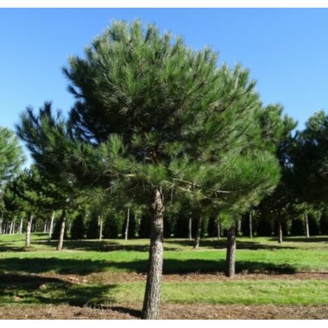  Pino Da Pinoli Domestico "Pinus Pinea" Pianta In Vaso Da 2 Litri H. 60/80 Cm