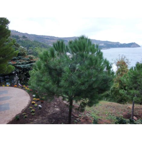  Pino Da Pinoli Domestico "Pinus Pinea" Pianta In Vaso Da 2 Litri H. 60/80 Cm