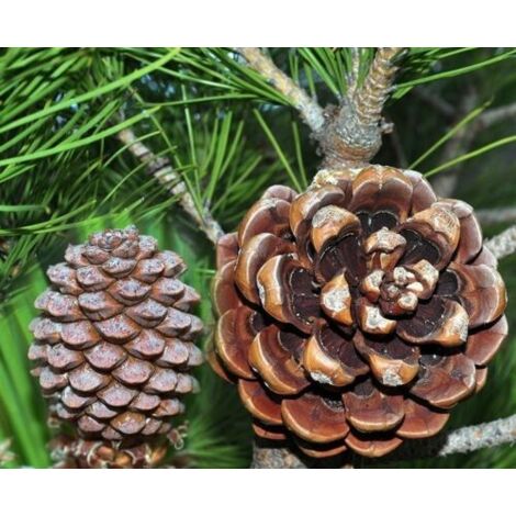  Pino Da Pinoli Domestico "Pinus Pinea" Pianta In Vaso Da 2 Litri H. 60/80 Cm