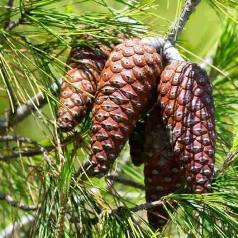  Pino Da Pinoli Domestico "Pinus Pinea" Pianta In Vaso Da 2 Litri H. 60/80 Cm