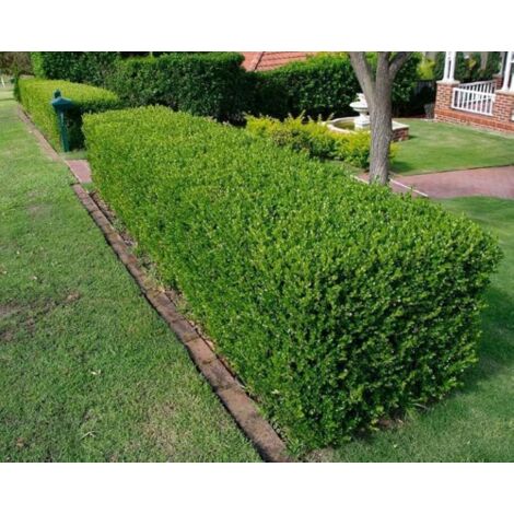  Pianta Di Bosso "Buxus Sempervirens" In Vaso Biodegradabile Biodegradabile