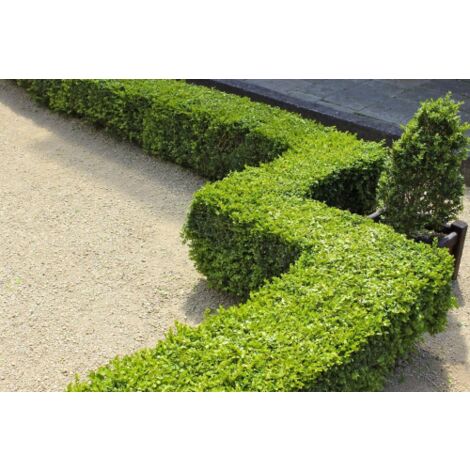  Pianta Di Bosso "Buxus Sempervirens" In Vaso Biodegradabile Biodegradabile