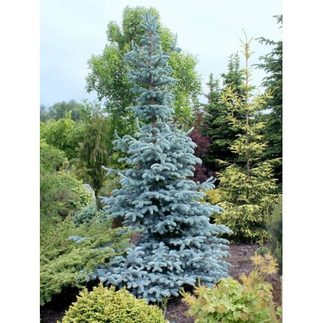  Abete Blu Argentato "Picea Pungens Kosteriana Hoopsii" In Mastello H. 100/120 Cm
